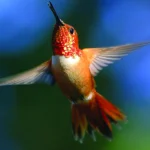 Rufous Hummingbird. Photo by Ted Ardley.