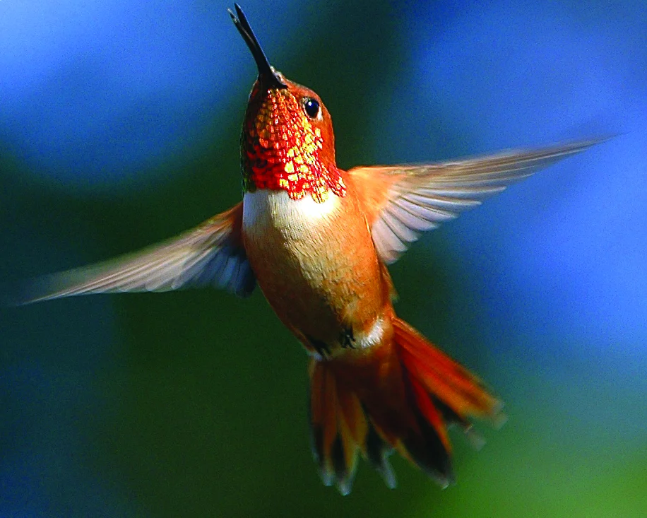 Rufous Hummingbird. Photo by Ted Ardley.