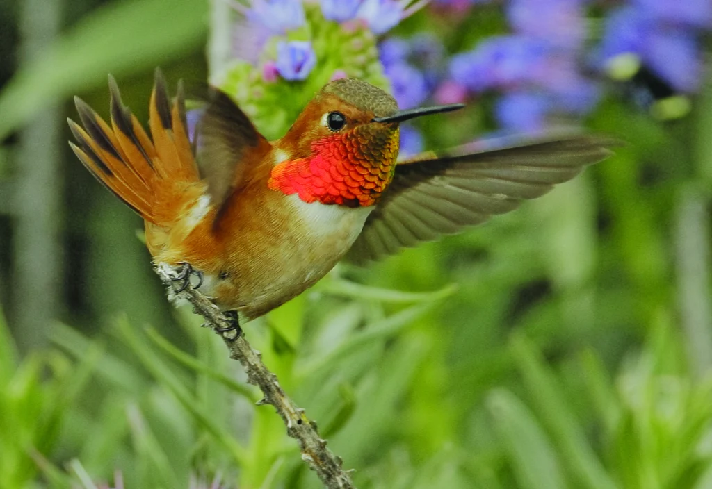Rufous Hummingbird. Photo by Tom Grey.