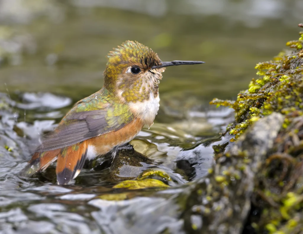 Rufous Hummingbird bathing. Photo by Tim Zurowski, Shutterstock.