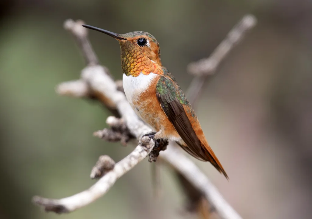 Rufous Hummingbird. Photo by Michael Stubblefield.