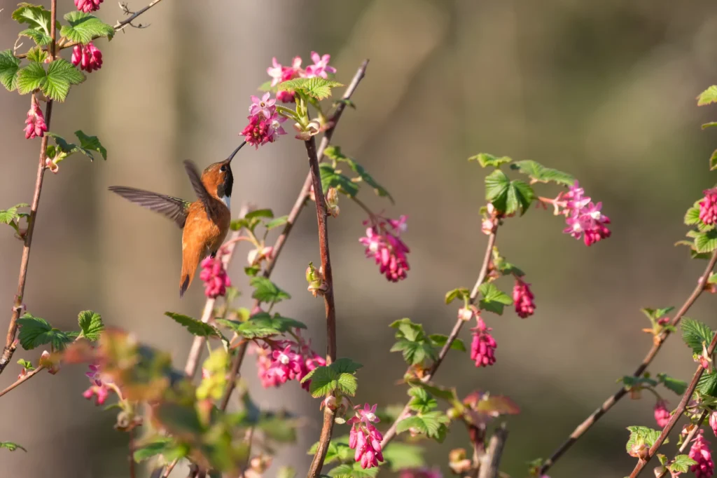 Rufous Hummingbird. Photo by Feng Yu, Shutterstock.