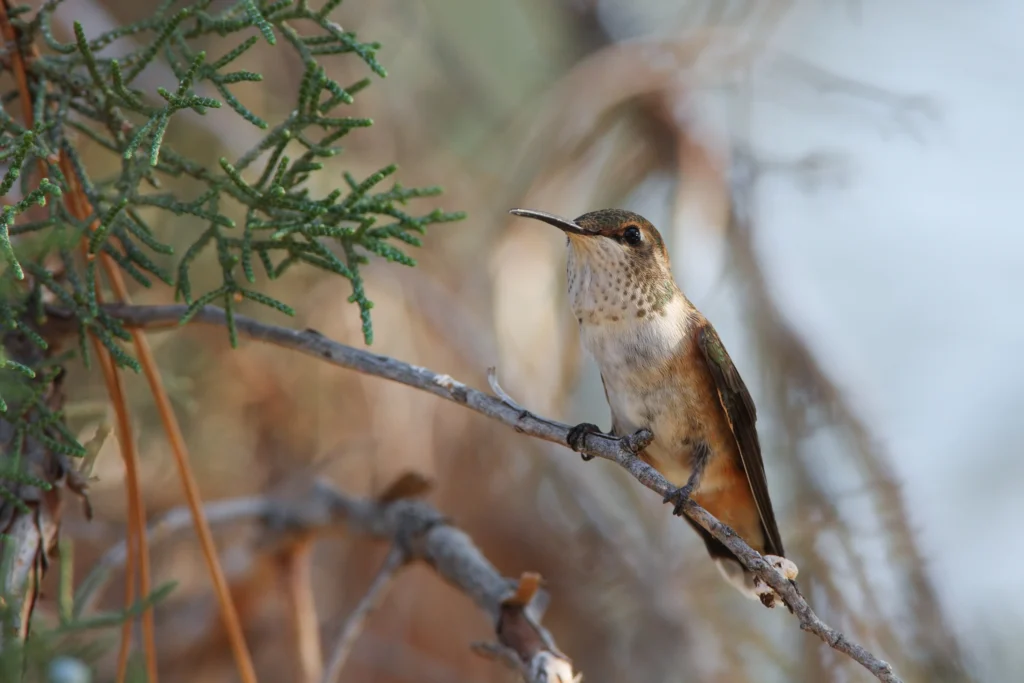 Rufous Hummingbird. Photo by Scott Carpenter.