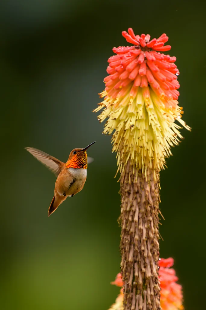 Rufous Hummingbird. Photo by Scottie Nguyen, Shutterstock.