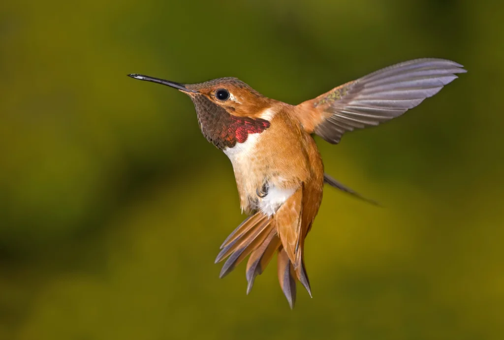Rufous Hummingbird. Photo by Tim Zurowski, Shutterstock.