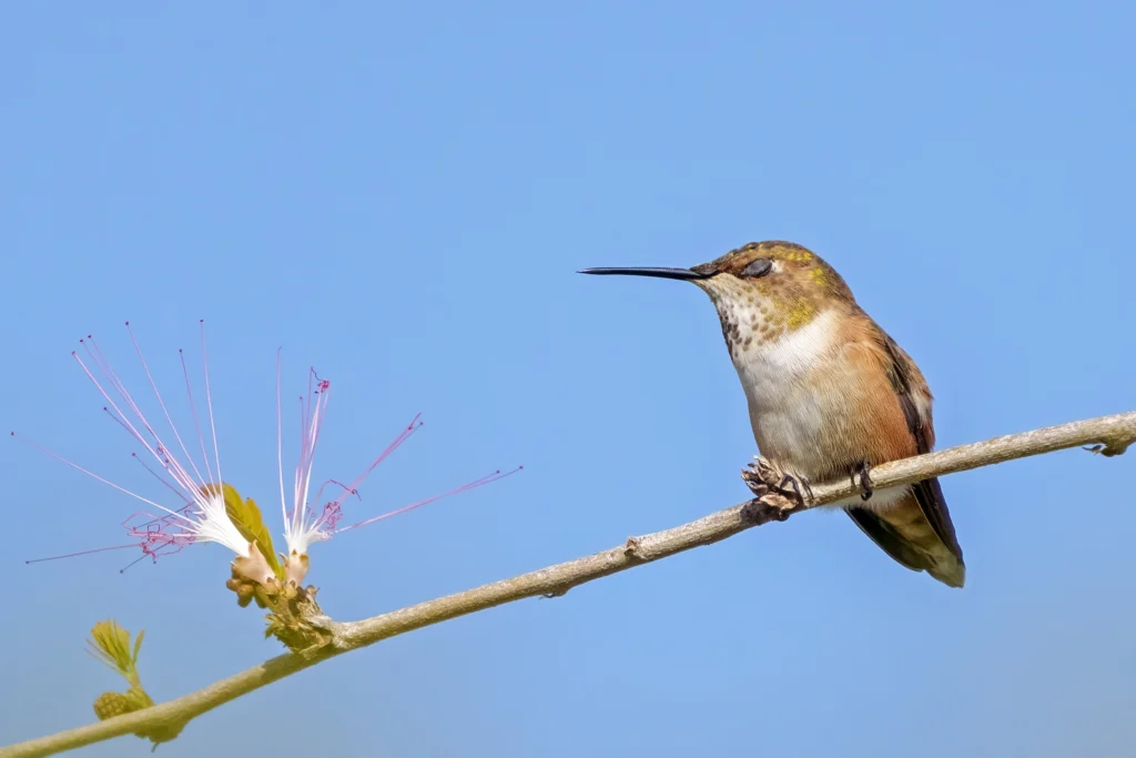 Rufous Hummingbird. Photo by Larry Master, masterimages.org.