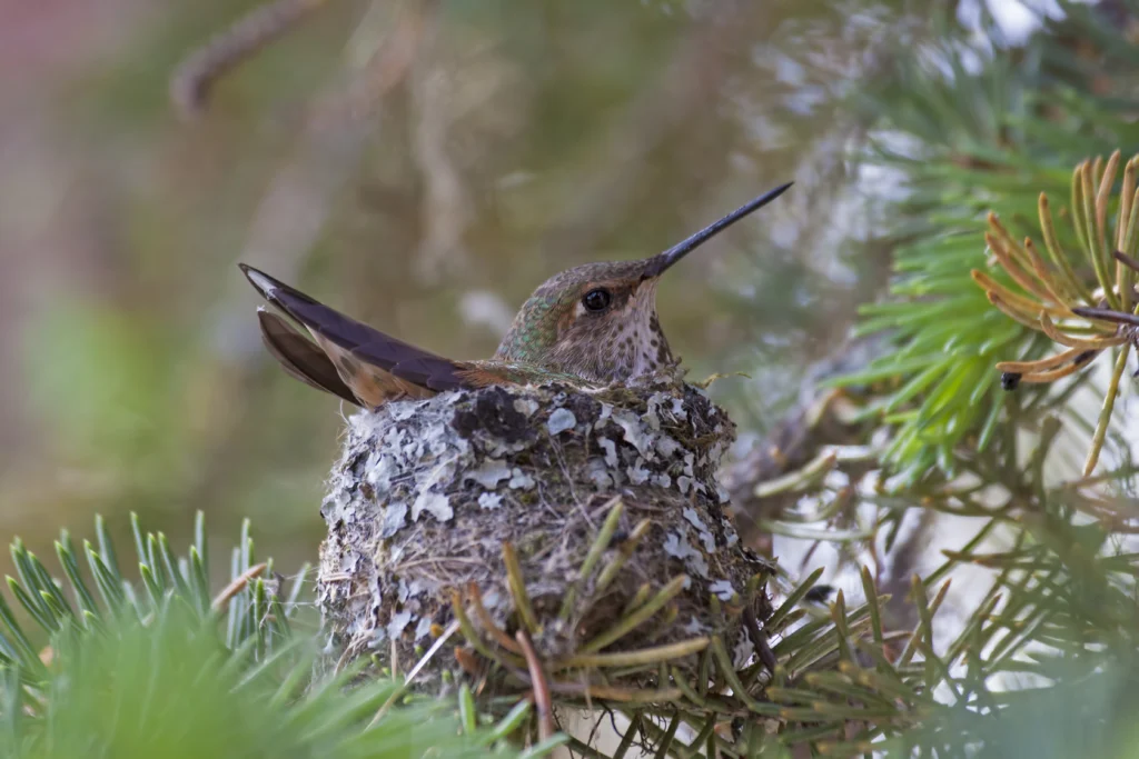 Rufous Hummingbird female on nest. Photo by Larry Master, masterimages.org.