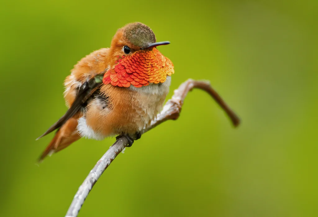 Rufous Hummingbird. Photo by punkbirdr, Shutterstock.