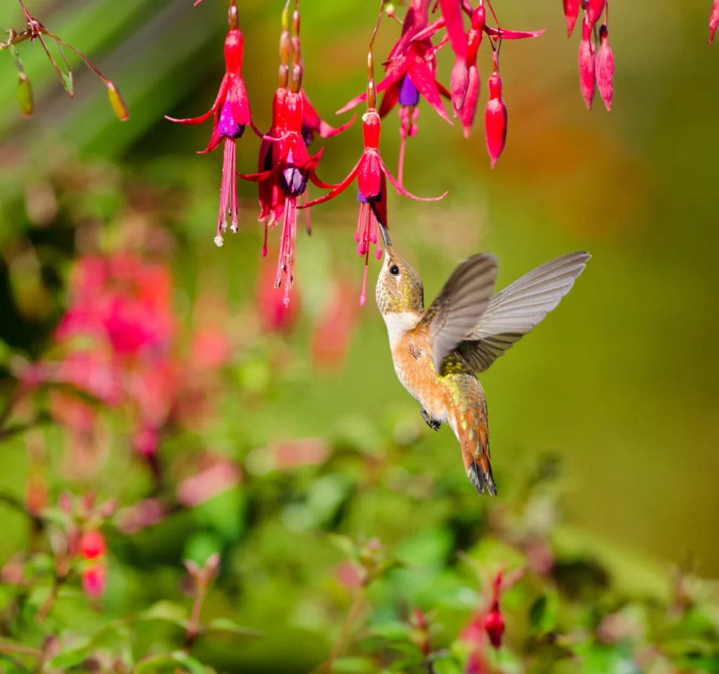 Rufous Hummingbird. Photo by Birdiegal, Shutterstock.