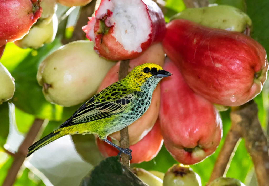 Speckled Tanager. Photo by Chelsea Sampson, Shutterstock.