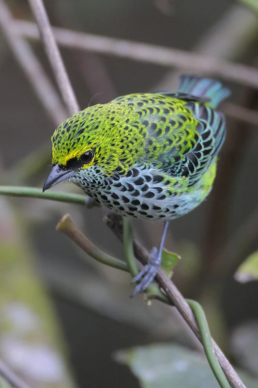 Speckled Tanager. Photo by Greg Lavaty.