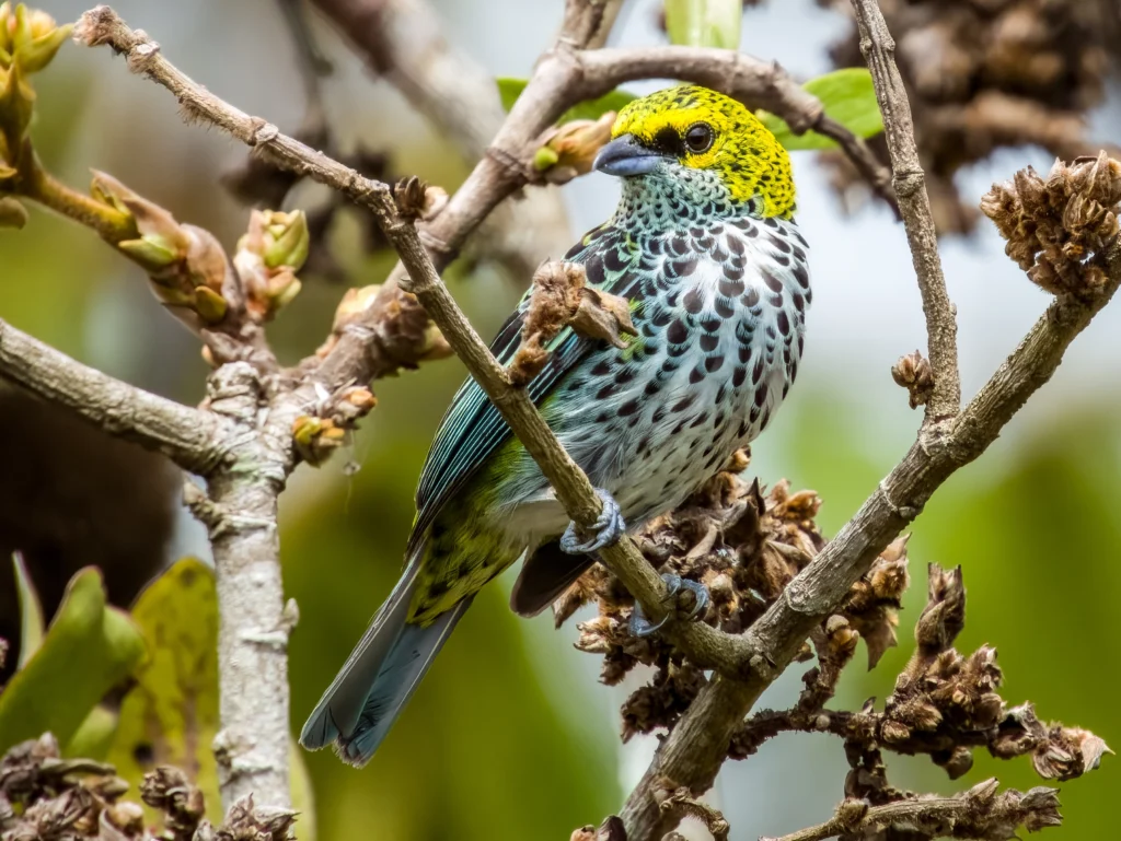 Speckled Tanager. Photo by Imogen Warren, Shutterstock.