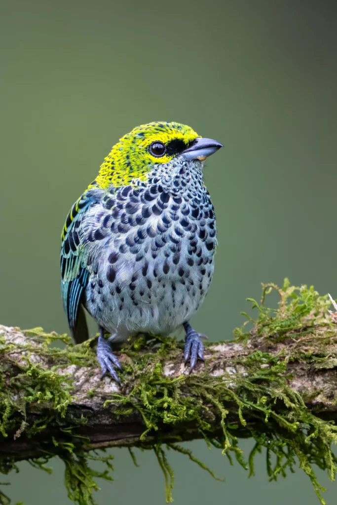Speckled Tanager. Photo by Jiri Vlach, Shutterstock.