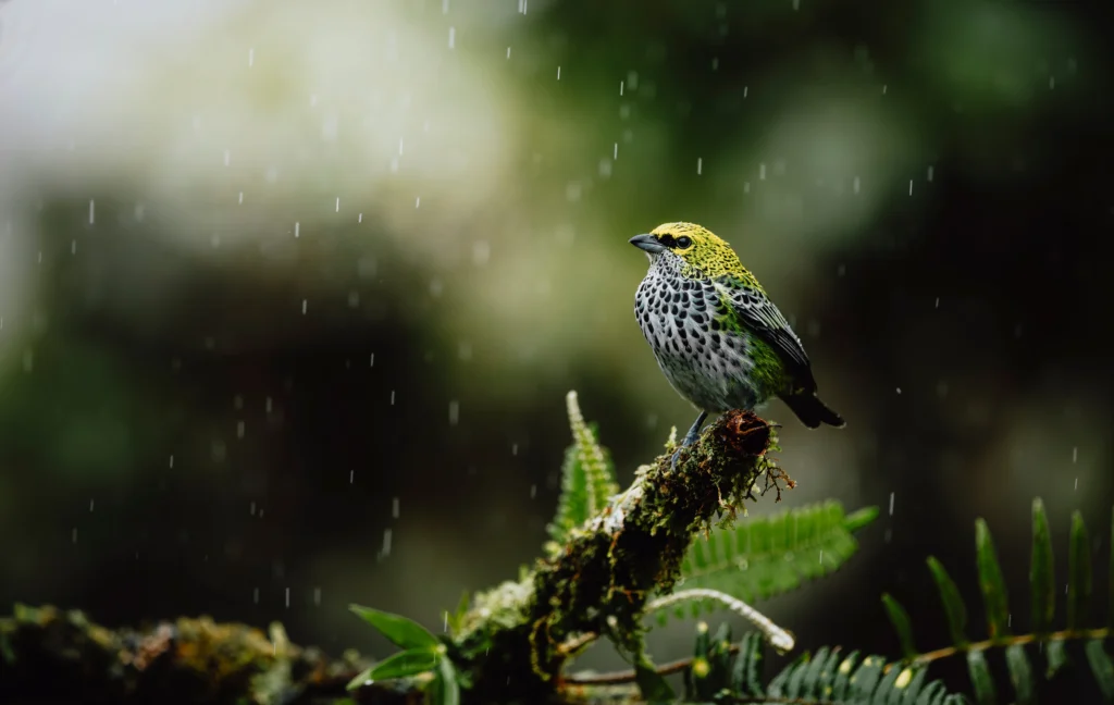 Speckled Tanager. Photo by davidgranados001, Shutterstock.