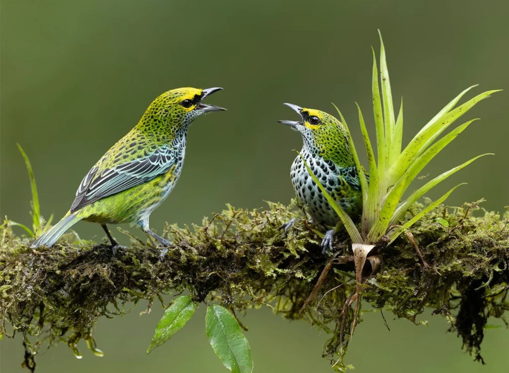 Speckled Tanager. Photo by shaz135, Shutterstock.