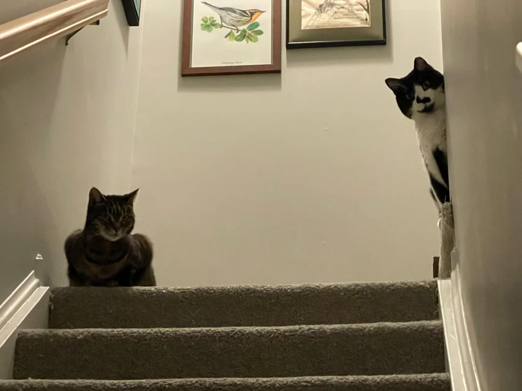 Frank and Cato live the good life inside. Photo by Sussy De La Zerda.