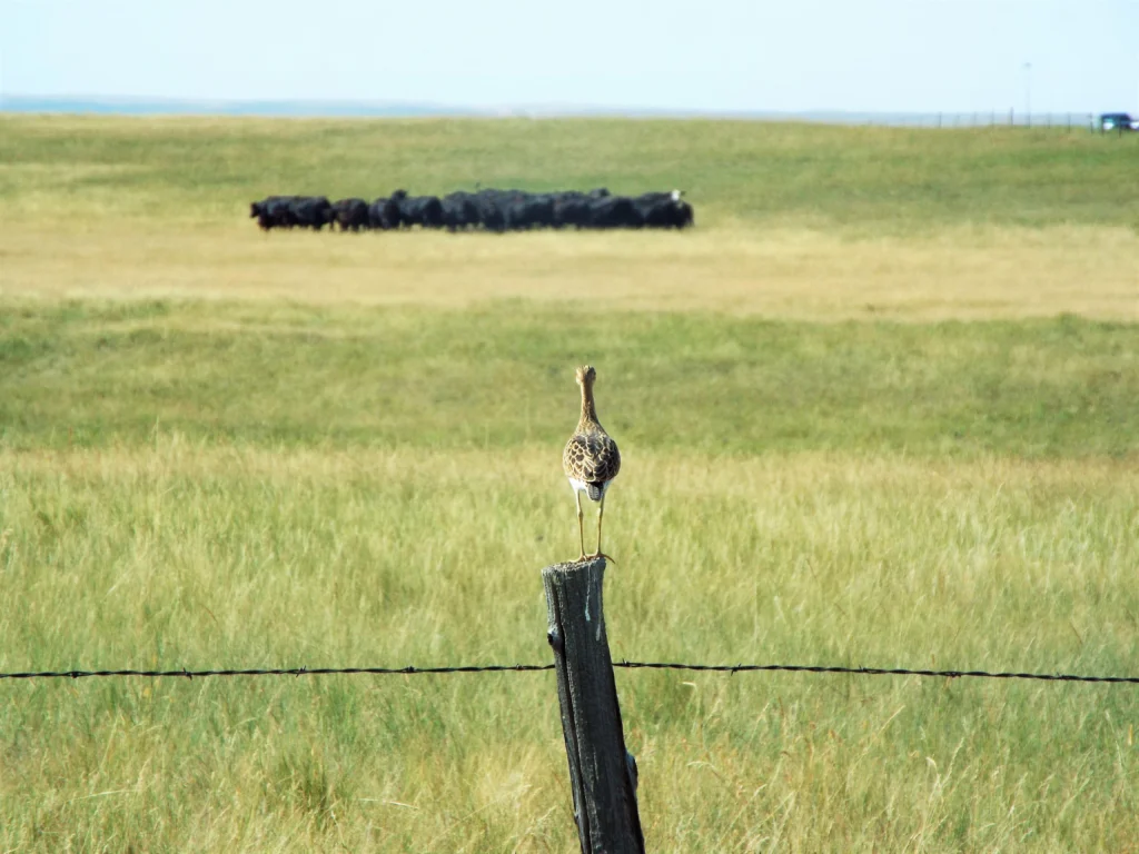 Upland Sandpiper. Photo by Jim Giocomo.