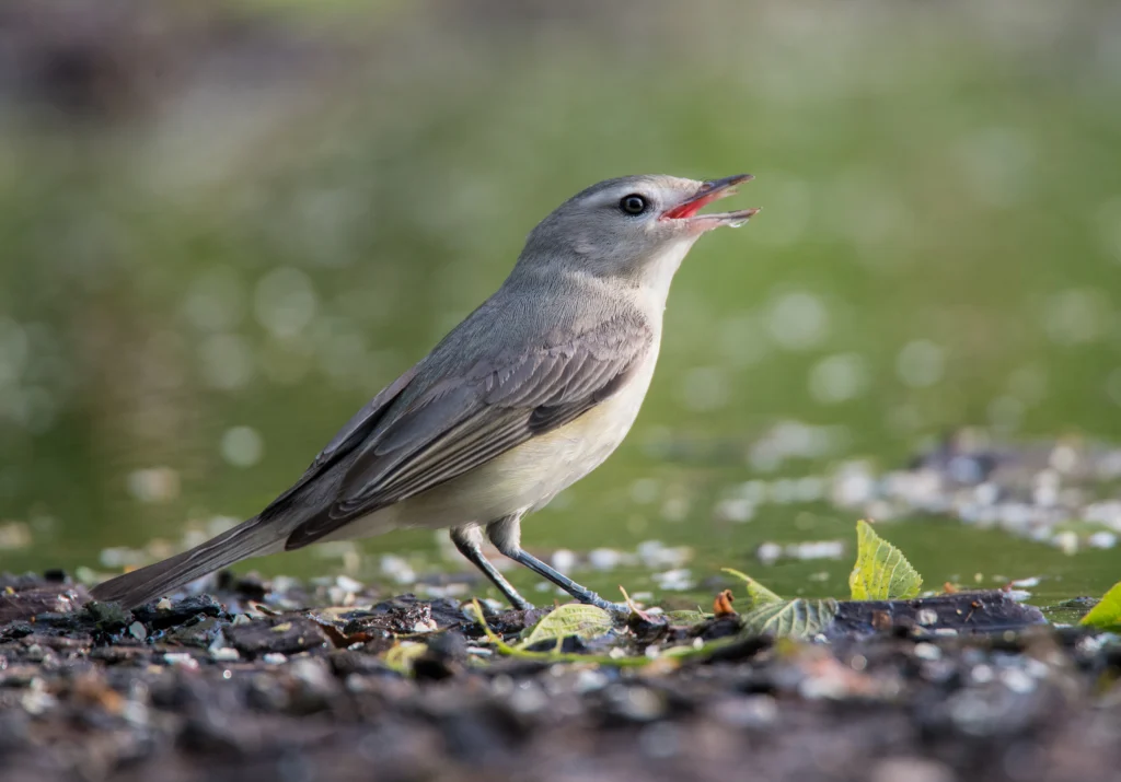 Eastern Warbling Vireo. Photo by Owen Deutsch, owendeutsch.com.