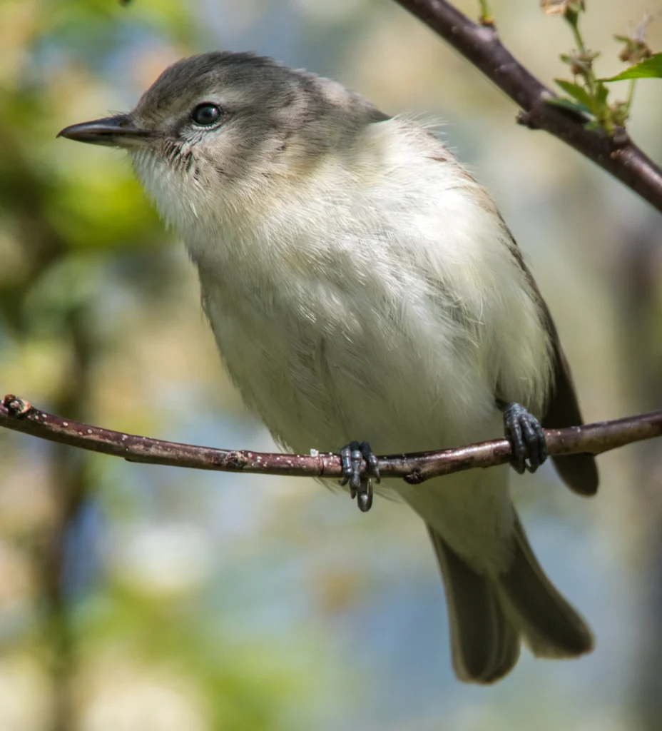 Eastern Warbling Vireo. Photo by Owen Deutsch, owendeutsch.com.