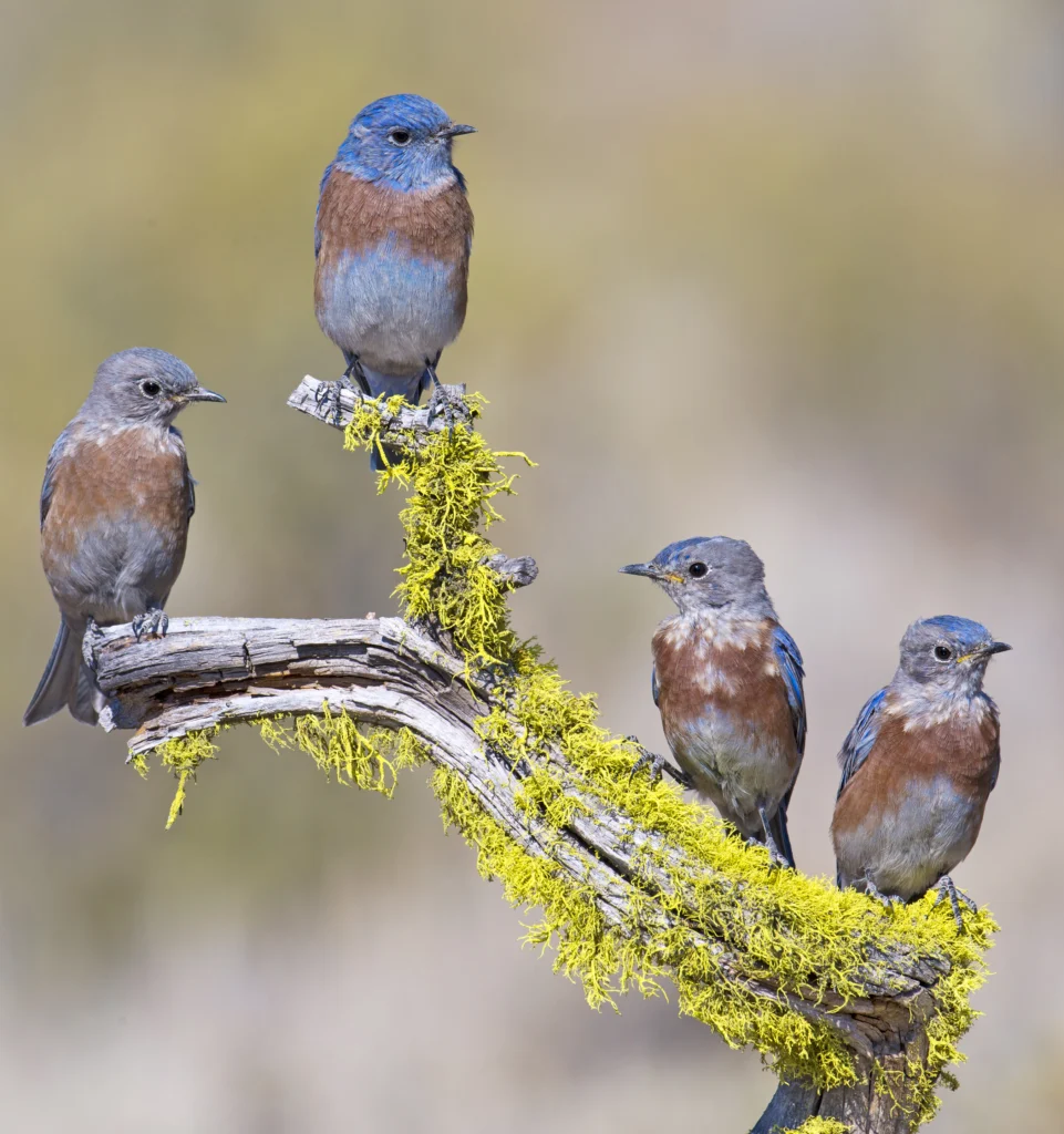 Western Bluebird fledglings. Photo by Tim Zurowski, Shutterstock.