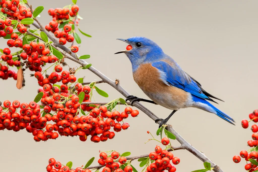 Western Bluebird. Photo by Agami Photo Agency, Shutterstock.