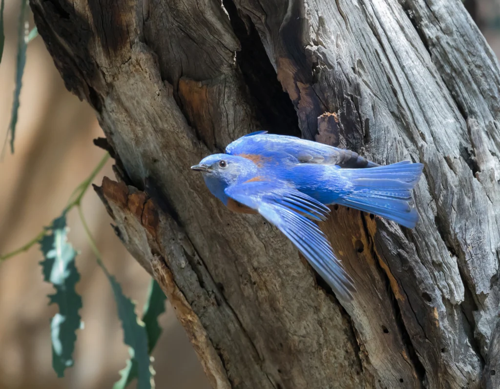Western Bluebird. Photo by Kelp Grizzly Photography, Shutterstock.