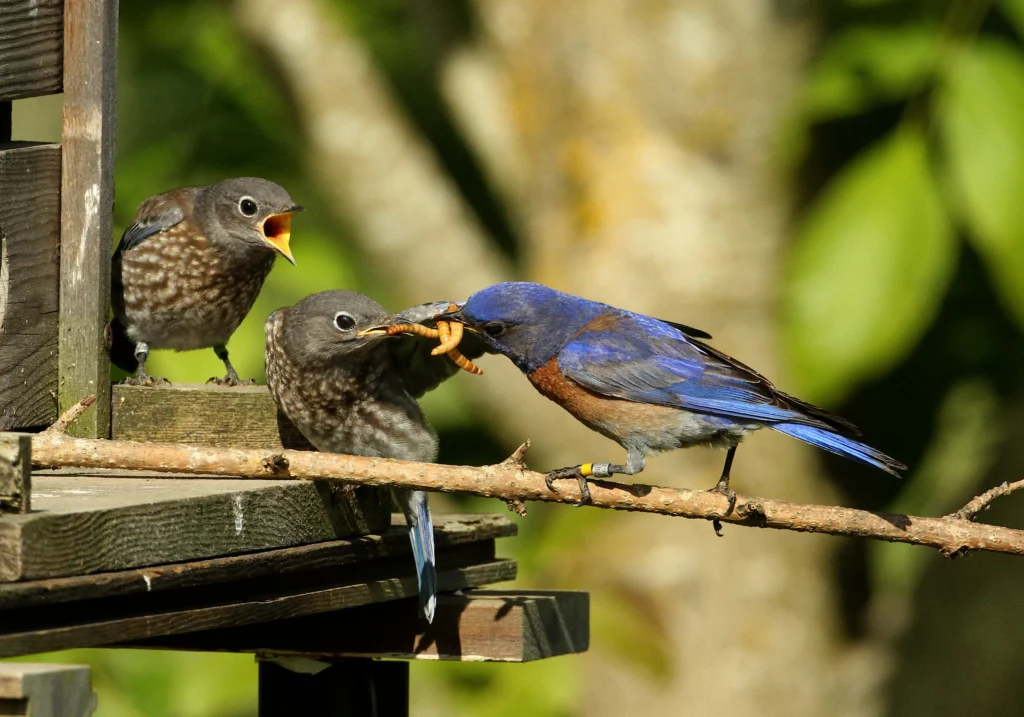 Western Bluebird feeding juveniles. Photo by Jim Leonard.