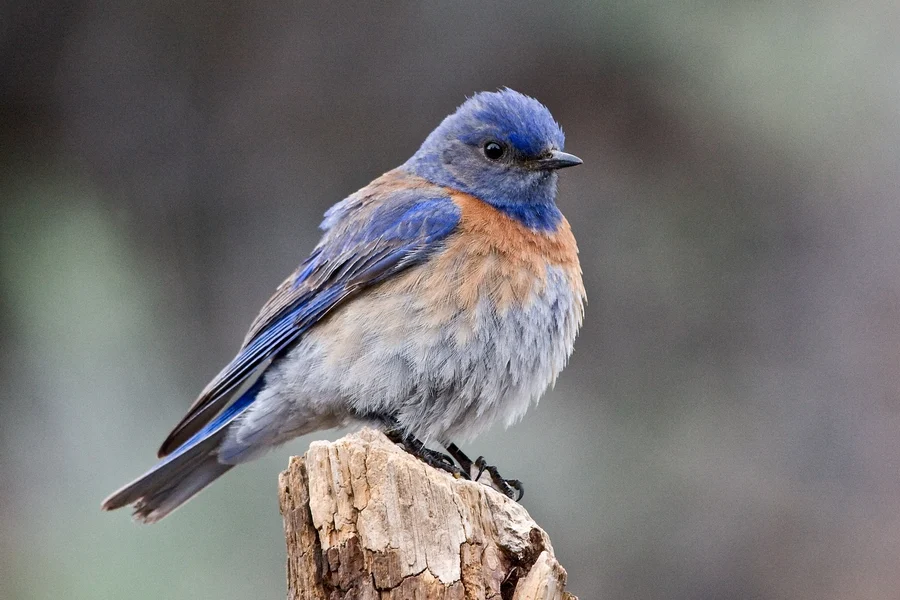Western Bluebird. Photo by Alan Wilson, Shutterstock.