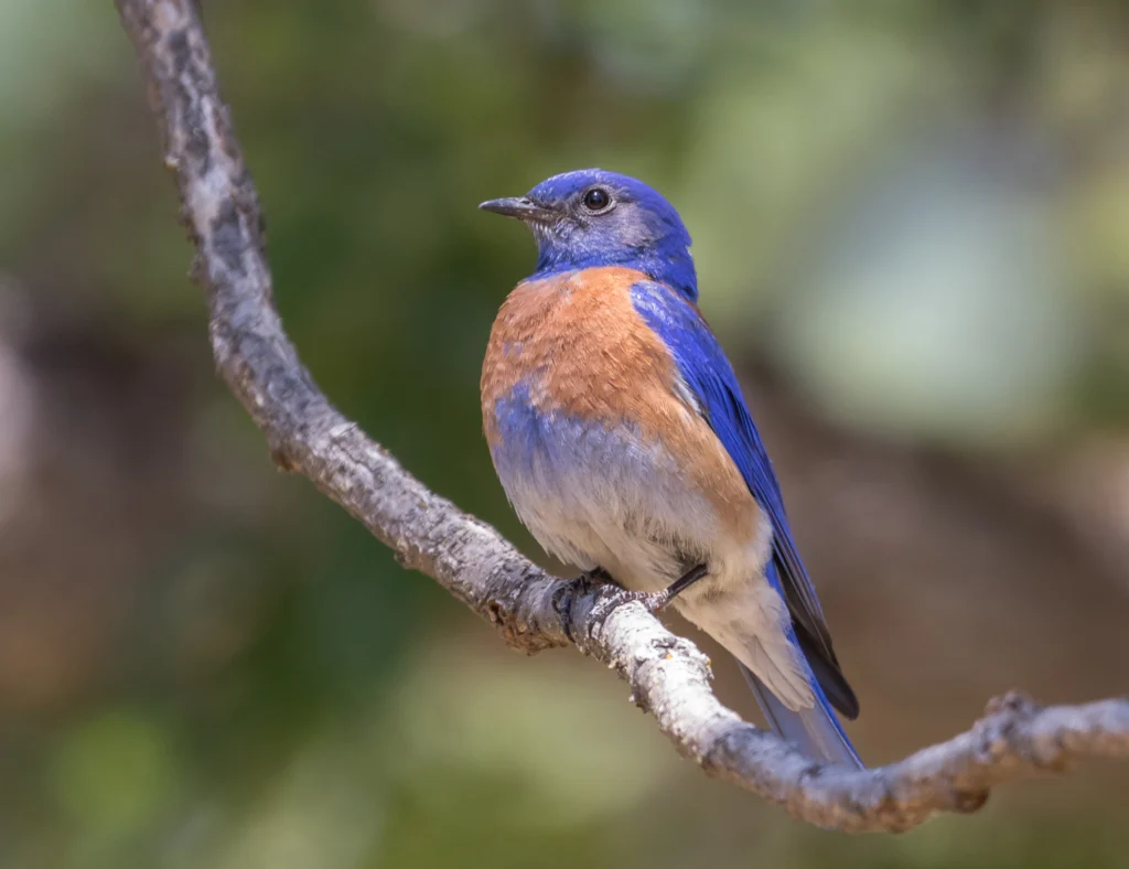 Western Bluebird. Photo by Hayley Crews, Shutterstock.