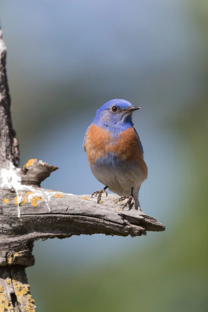Western Bluebird. Photo by Kelp Grizzly Photography, Shutterstock.