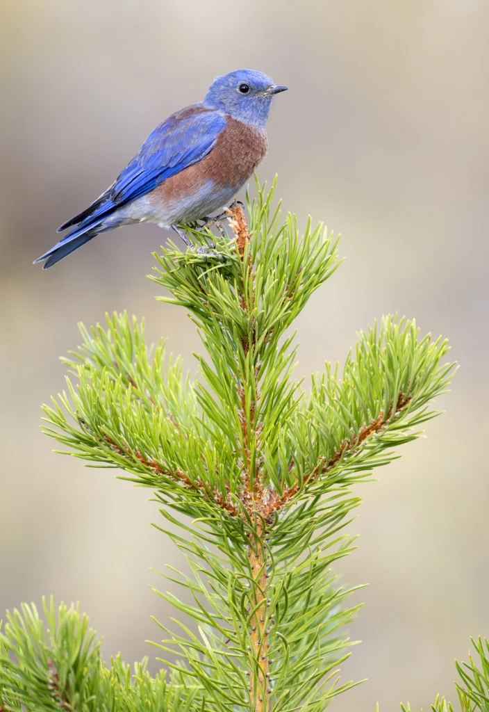 Western Bluebird. Photo by Tim Zurowski, Shutterstock.