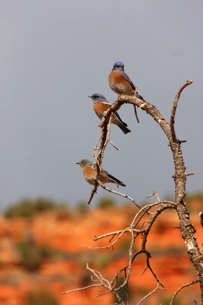 Western Bluebirds. Photo by Tau5, Shutterstock.