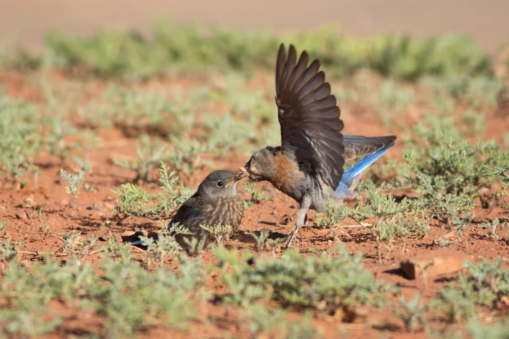 Western Bluebirds. Photo by Maria Jeffs, Shutterstock.