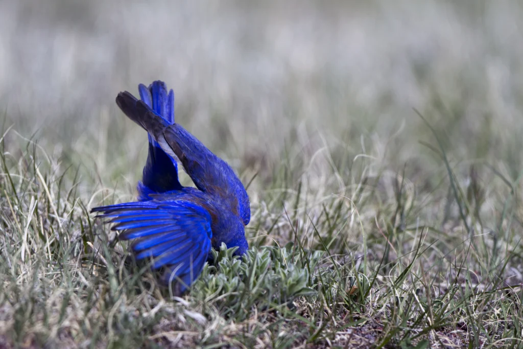 Western Bluebird. Photo by Martha Marks, Shutterstock.