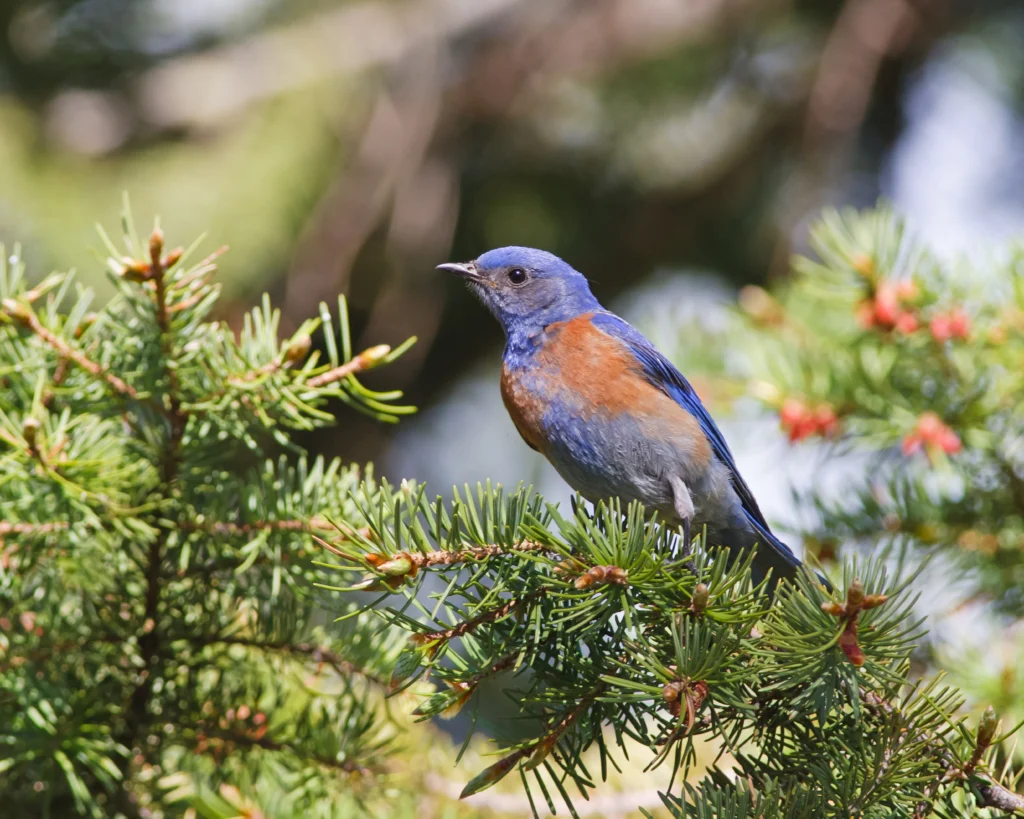 Western Bluebird. Photo by Wildphoto3, Shutterstock.
