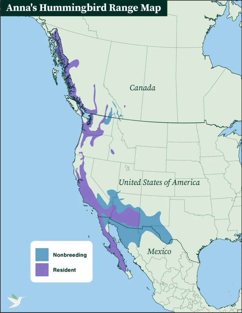 Anna's Hummingbird range map