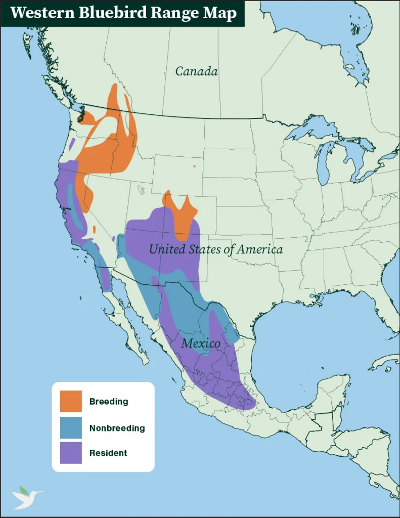 Western bluebird range map.
