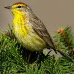 Palm Warbler. Photo by FotoRequest, SS.