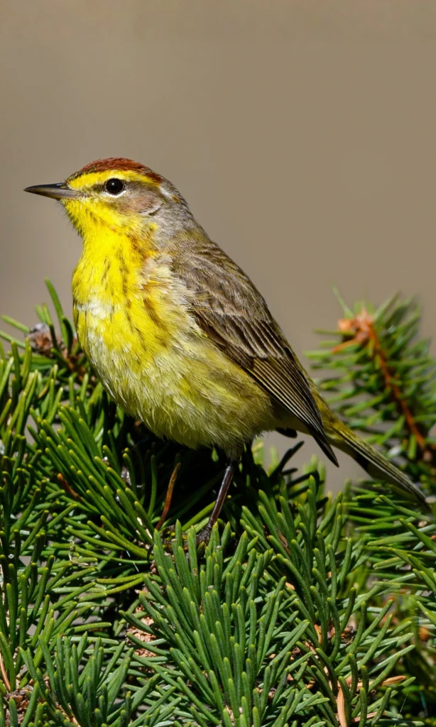 Palm Warbler. Photo by FotoRequest, SS.