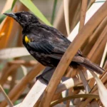 Yellow-winged Blackbird. Photo by RevFotografias, Shutterstock.