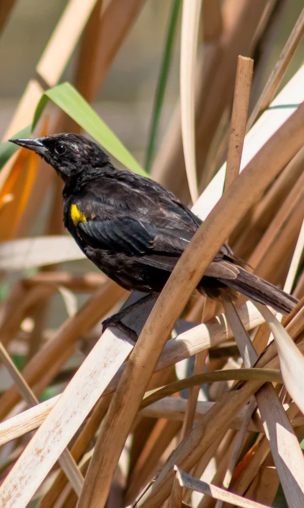 Yellow-winged Blackbird. Photo by RevFotografias, Shutterstock.