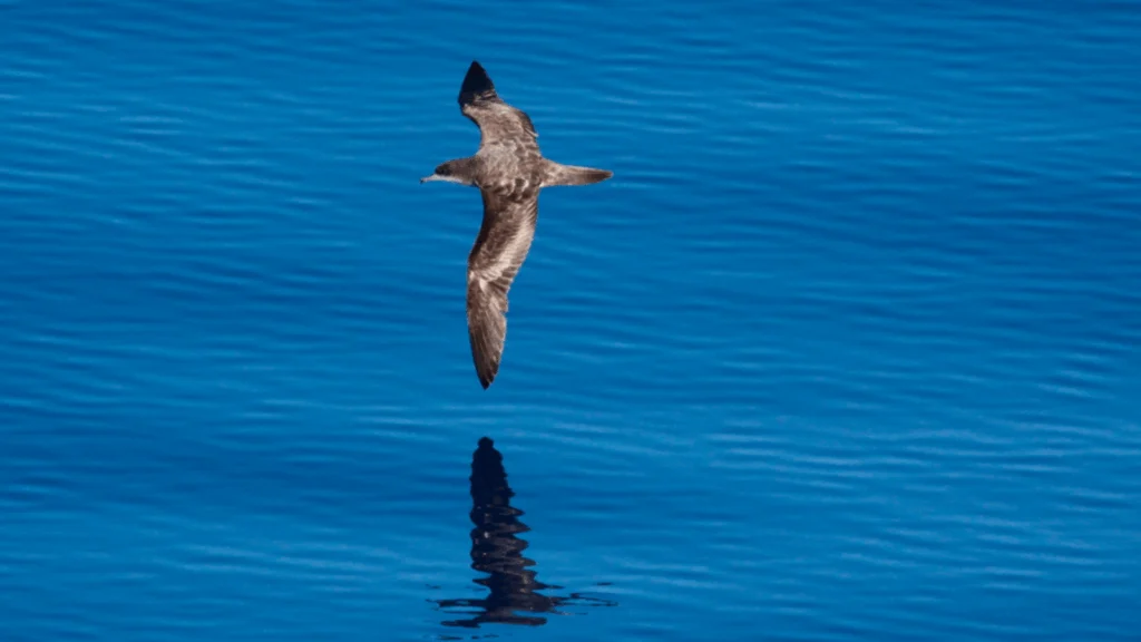 From Open Ocean to Sandy Shores, Oceans are Bird Habitat