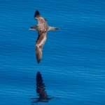 From Open Ocean to Sandy Shores, Oceans are Bird Habitat