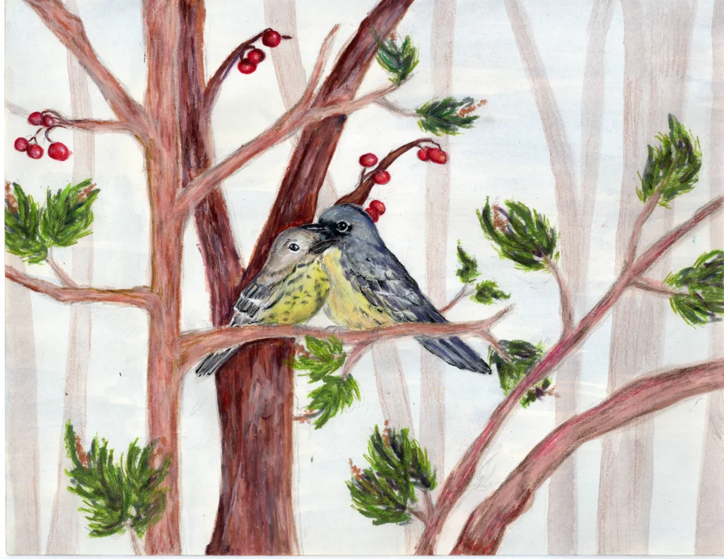In First Place, to be featured on the calendar cover, Lilah, a Grand Rapids, Michigan eighth grader, depicted a male-female pair of Kirtland’s Warblers nestled together in a tree. Lilah is the contest’s second-ever two-time winner.