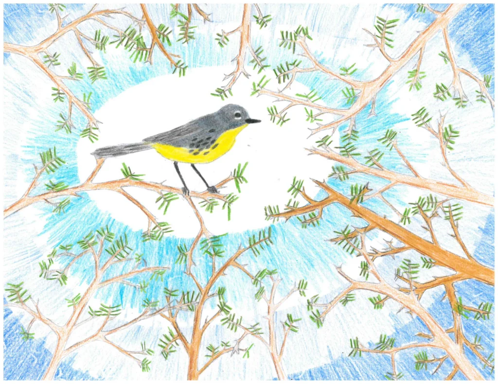 In Second Place, to be featured on the back cover of the calendar, Annie, an Orillia, Ontario seventh grader, created a vibrant image of a Kirtland’s Warbler, viewed from below.