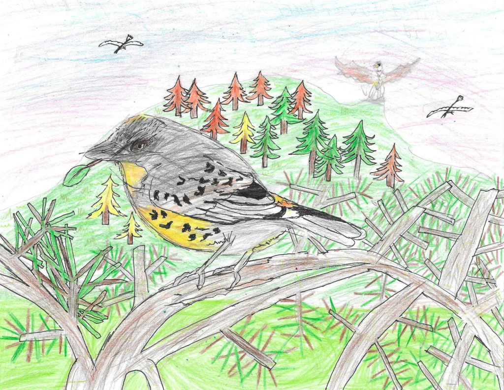 In Third Place, to be featured on the inside of the front cover of the calendar, Jared, a North Palmetto Point, The Bahamas third grader, drew a striking colored pencil image of a Kirtland’s Warbler perched in a jack pine.