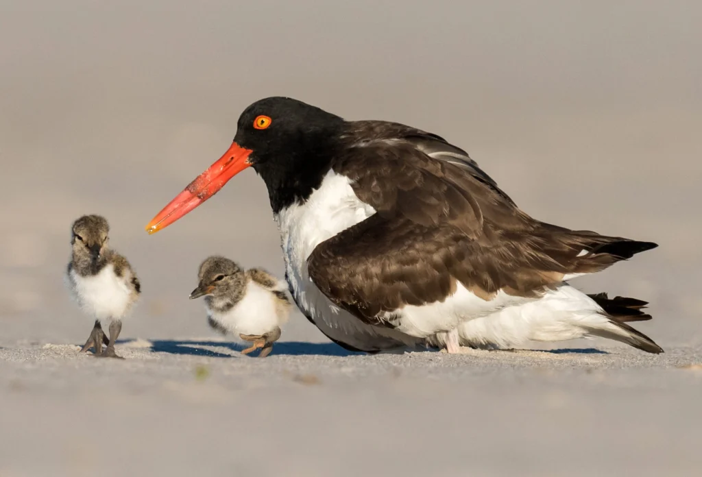 American Oystercatcher and chicks. Photo by Harry Collins, ShutterStock.