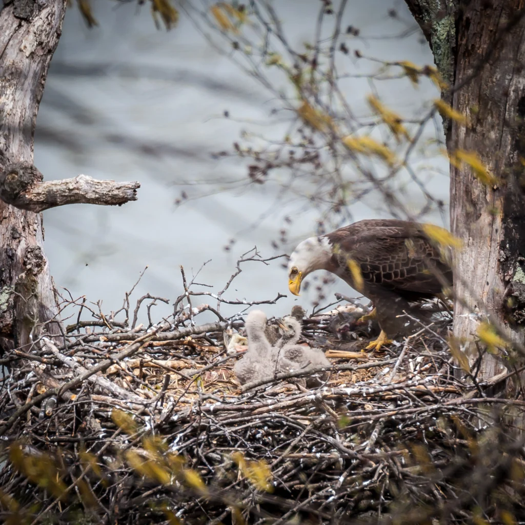 A Bald Eagle nest can reach 6 feet in diameter, with the female doing most of the construction. Photo by CK Images/Shutterstock.