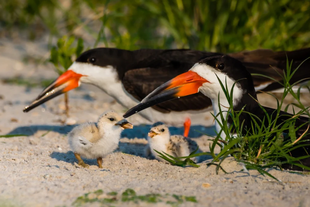 Black Skimmier pair and chicks. Photo by Jay Gao, ShutterStock.