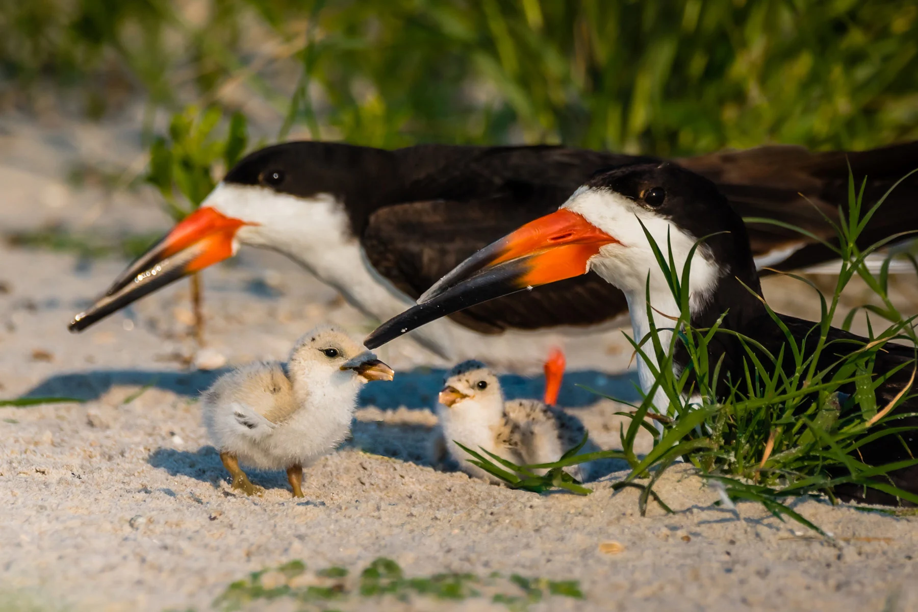 Black Skimmier pair and chicks. Photo by Jay Gao, ShutterStock.